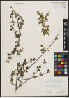 Foto von Salix tarraconensis Pau